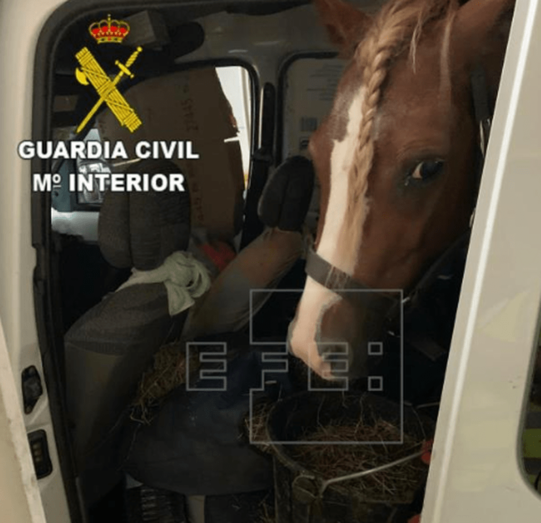 El animal viajaba en el interior de un turismo mixto (Foto TA)